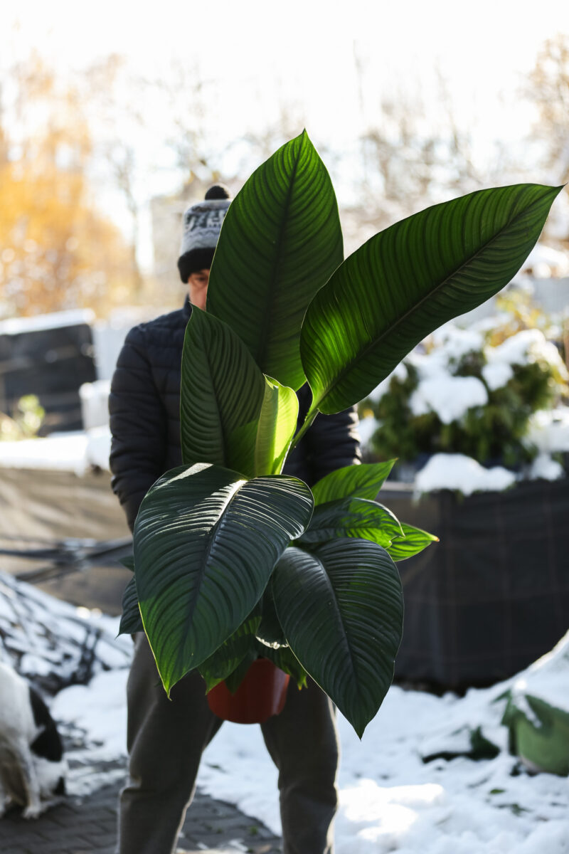 Spathiphyllum ‘Sensation’ | Skrzydłokwiat