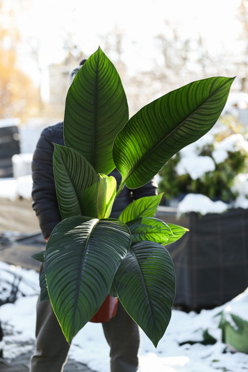 Spathiphyllum ‘Sensation’ | Skrzydłokwiat