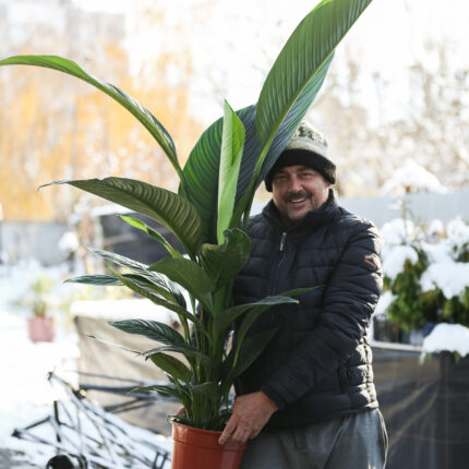 Spathiphyllum ‘Sensation’ | Skrzydłokwiat