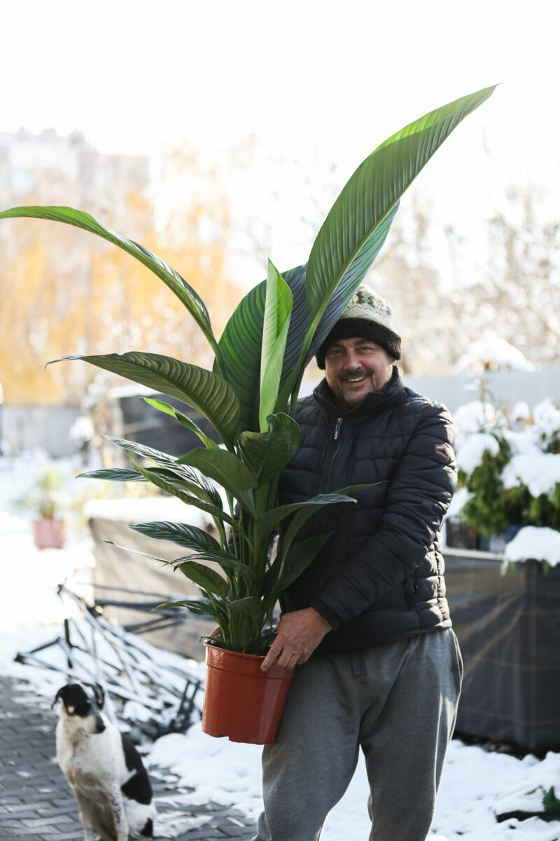 Spathiphyllum ‘Sensation’ | Skrzydłokwiat