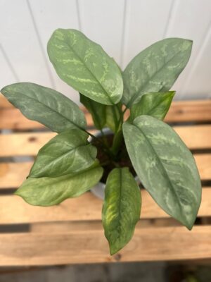 Aglaonema Grey