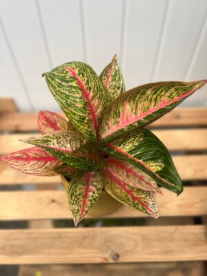 Aglaonema Romance Red