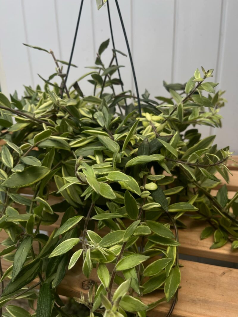 Aeschynanthus ‘Bolero Bicolore’ | Eszynantus