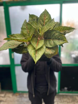 Aglaonema Pistachio Pink