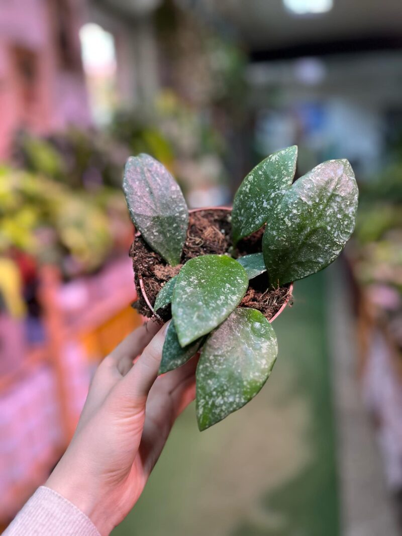 Hoya Rundumensis Splash