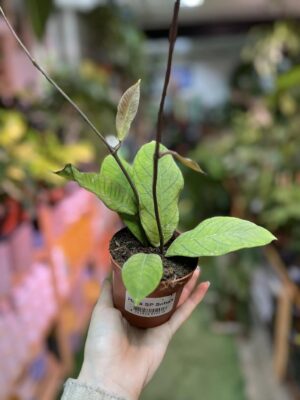 Hoya SP Sabah