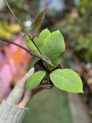 Hoya SP Sabah