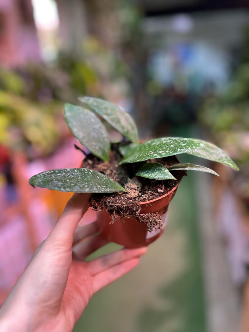 Hoya Rundumensis Splash