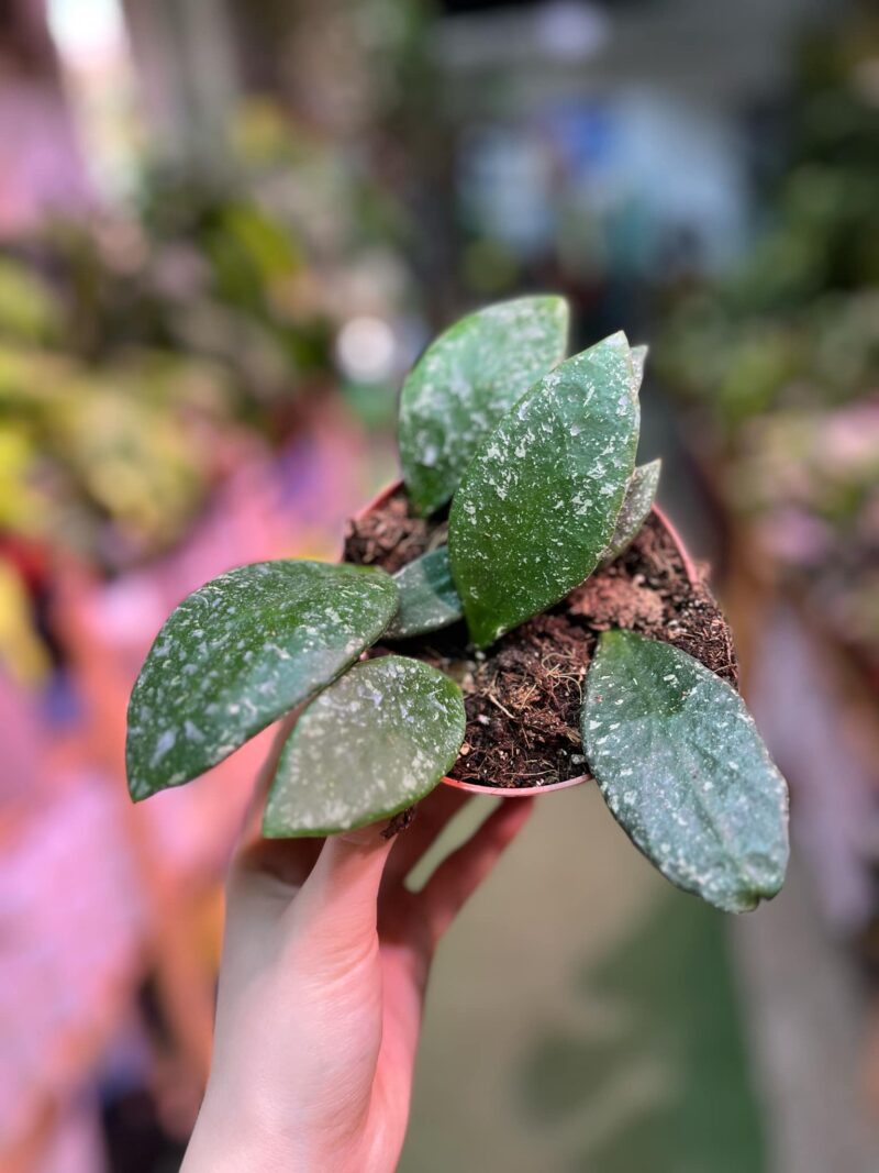 Hoya Rundumensis Splash