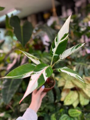 Bananowiec Musa AeAe Variegata