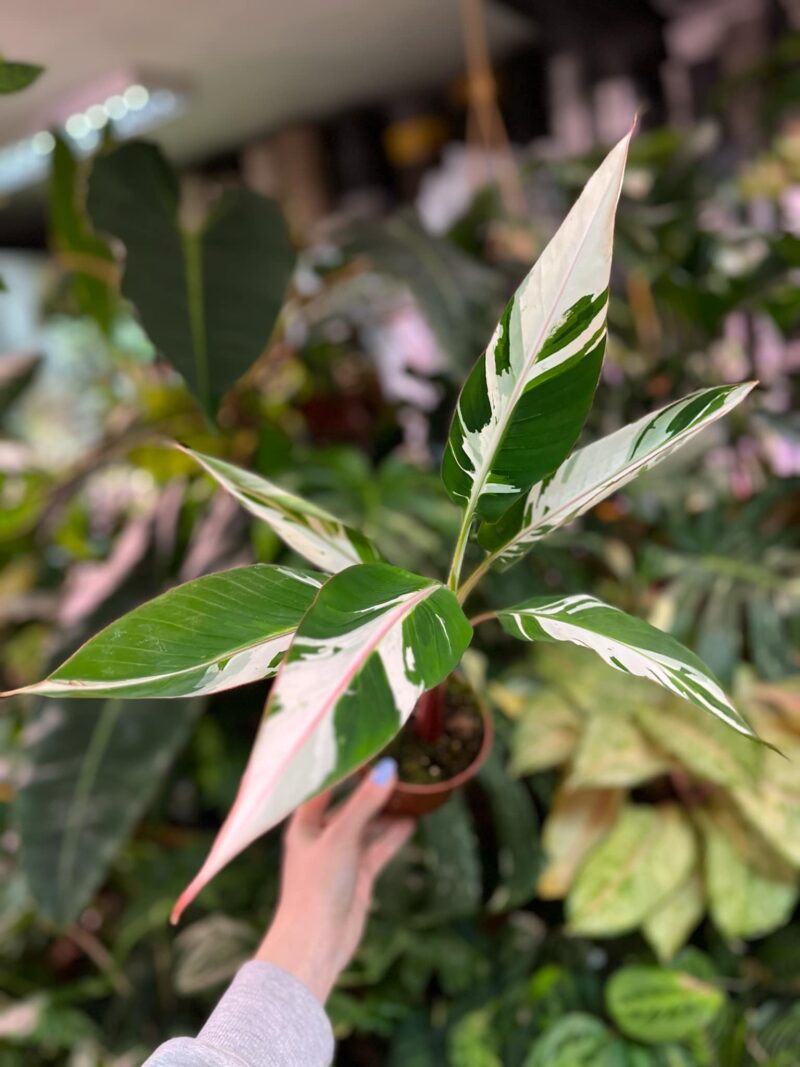 Bananowiec Musa AeAe Variegata