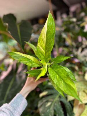 Spathiphyllum Aurea Variegata