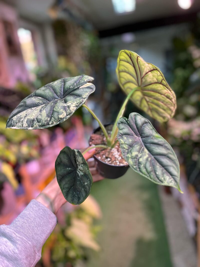 Alocasia Dragon Scale Variegata