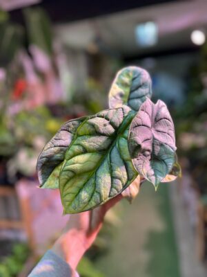 Alocasia Silver Dragon Variegata Aurea
