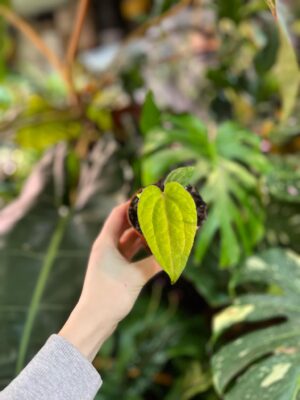 Anthurium Ace of Spades x Dressleri