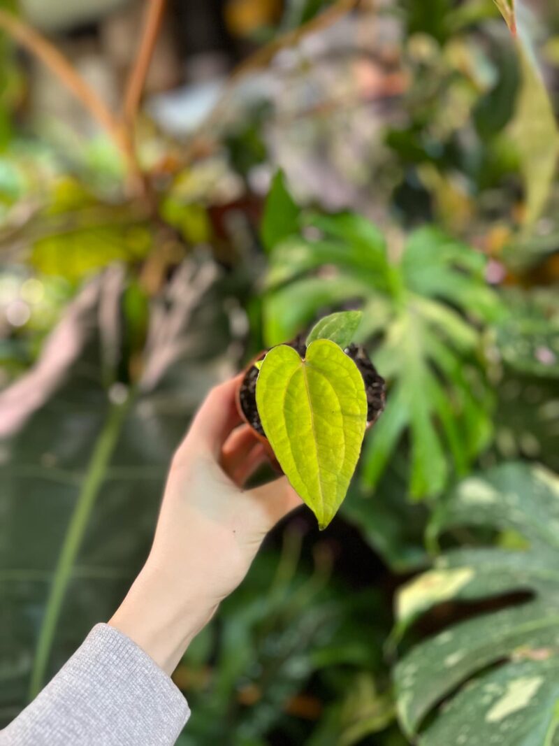 Anthurium Ace of Spades x Dressleri