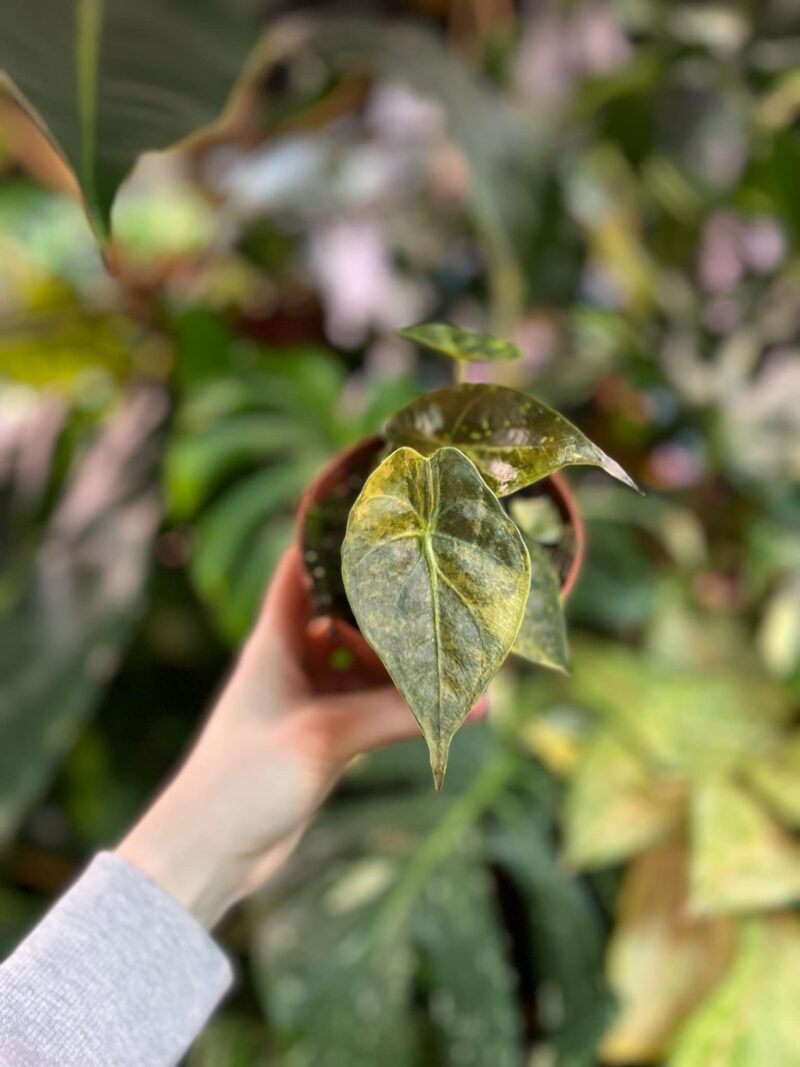Alocasia Wentii Variegata Aurea