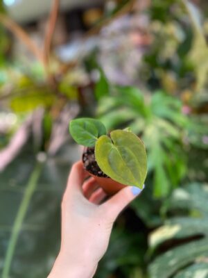 Anthurium Papillilaminum x Dressleri