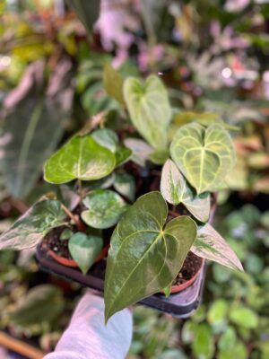 Anthurium Clarinervium x Pterodactyl