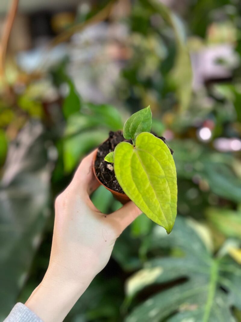 Anthurium Ace of Spades x Dressleri