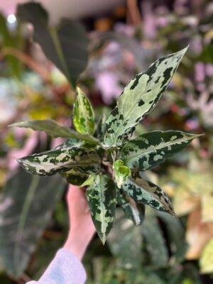 Aglaonema Pictum Bicolor