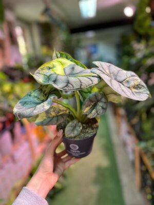 Alocasia Silver Dragon Variegata Aurea