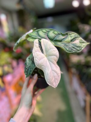 Alocasia Dragon Scale Variegata