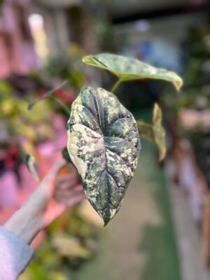 Alocasia Dragon Scale Variegata