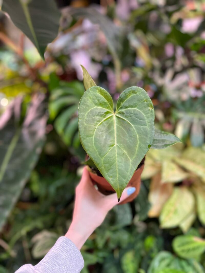 Anthurium Clarinervium x Pterodactyl Anthurium Clarinervium x Pterodactyl