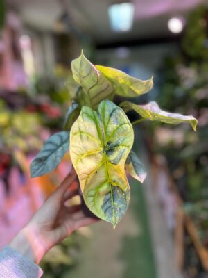 Alocasia Silver Dragon Variegata Aurea