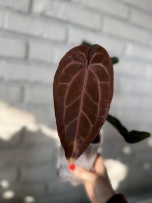 DocBlock Anthurium Zara® ’29’ X (Michelle® X Zara®) ’28’