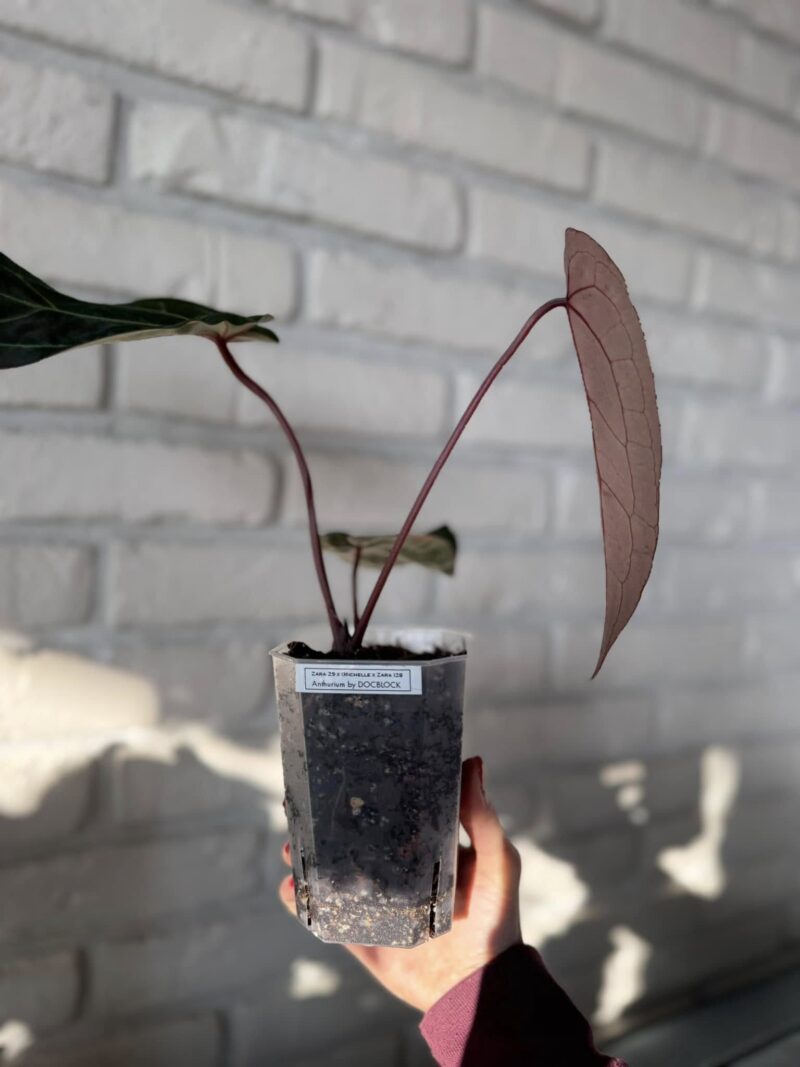 DocBlock Anthurium Zara® ’29’ X (Michelle® X Zara®) ’28’