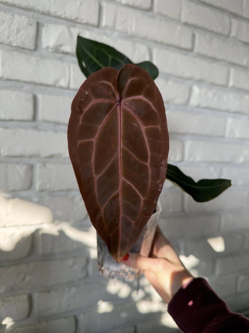 DocBlock Anthurium Zara® ’29’ X (Michelle® X Zara®) ’28’