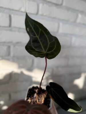 DocBlock Anthurium Zara® ’29’ X (Michelle® X Zara®) ’28’