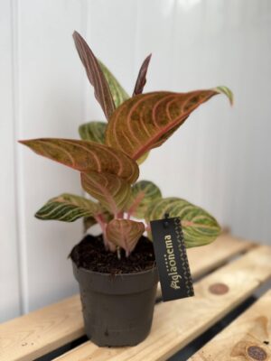 Aglaonema Tourmaline