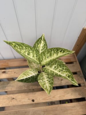 Aglaonema Polar Springtime