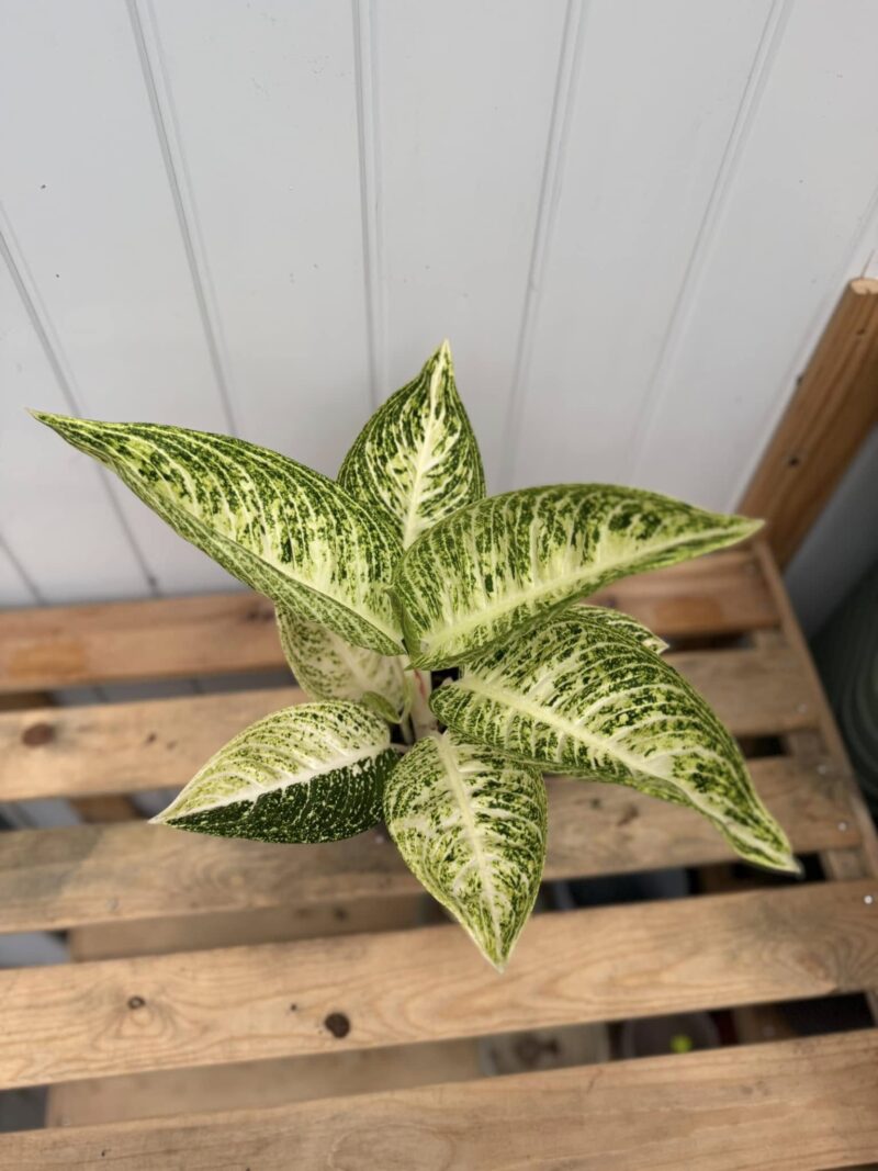 Aglaonema Polar Springtime
