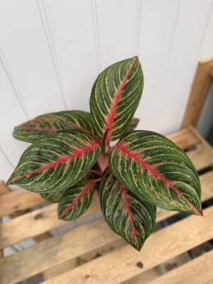 Aglaonema Olive Red