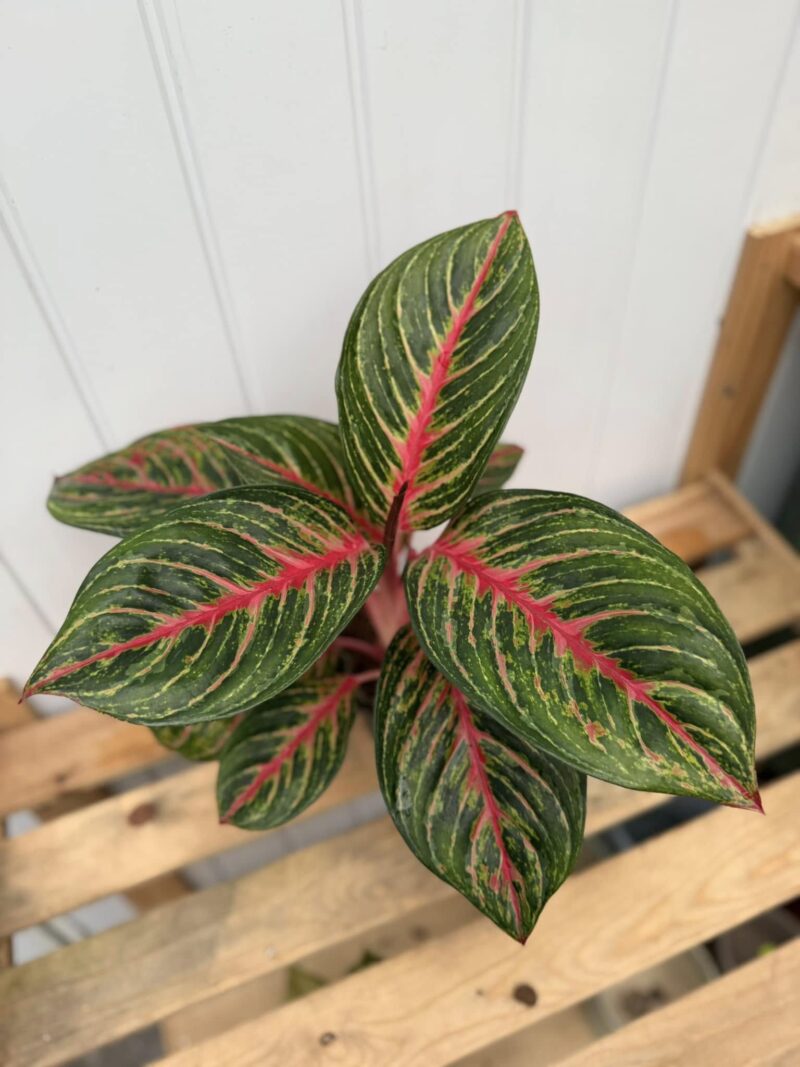 Aglaonema Olive Red