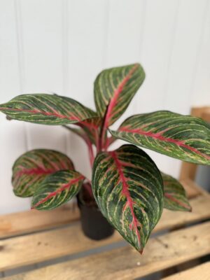 Aglaonema Olive Red