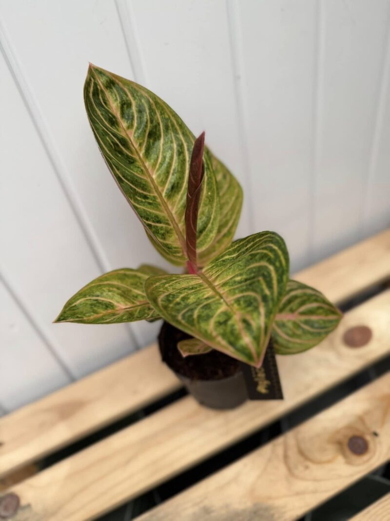 Aglaonema Tourmaline