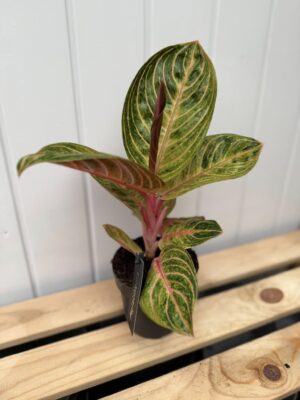 Aglaonema Tourmaline