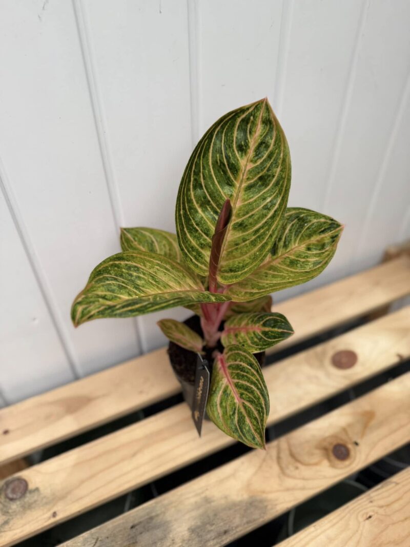 Aglaonema Tourmaline Aglaonema Tourmaline