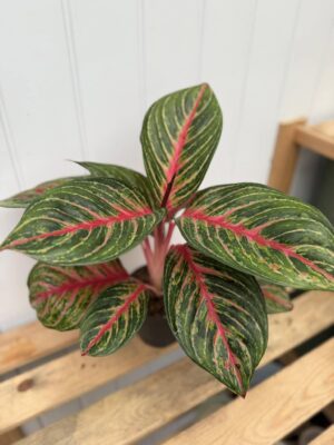 Aglaonema Olive Red