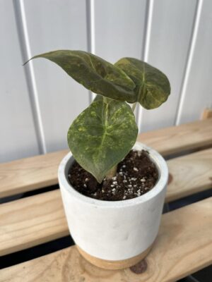 Alocasia Wentii Variegata Aurea