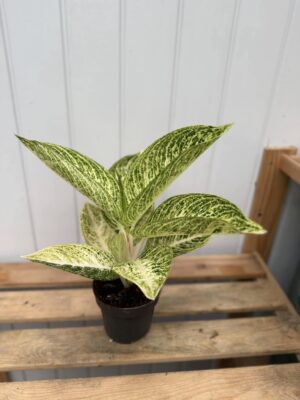 Aglaonema Polar Springtime