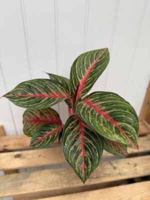 Aglaonema Olive Red