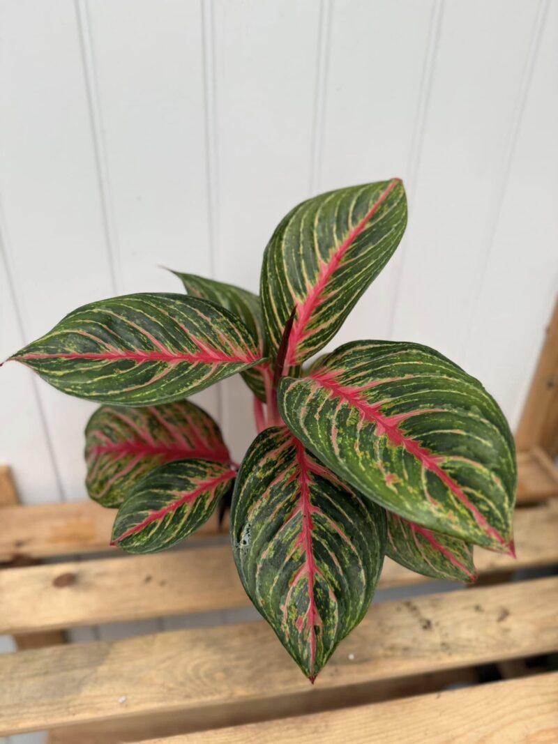 Aglaonema Olive Red