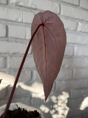 DocBlock Anthurium Zara® ’29’ X (Michelle® X Zara®) ’28’