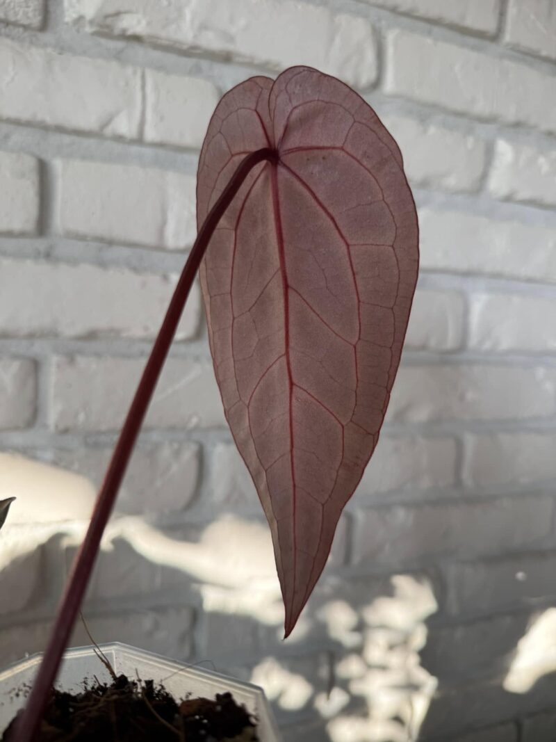 DocBlock Anthurium Zara® ’29’ X (Michelle® X Zara®) ’28’